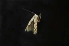 Phyllonorycter apparella