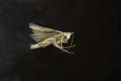 Phyllonorycter apparella