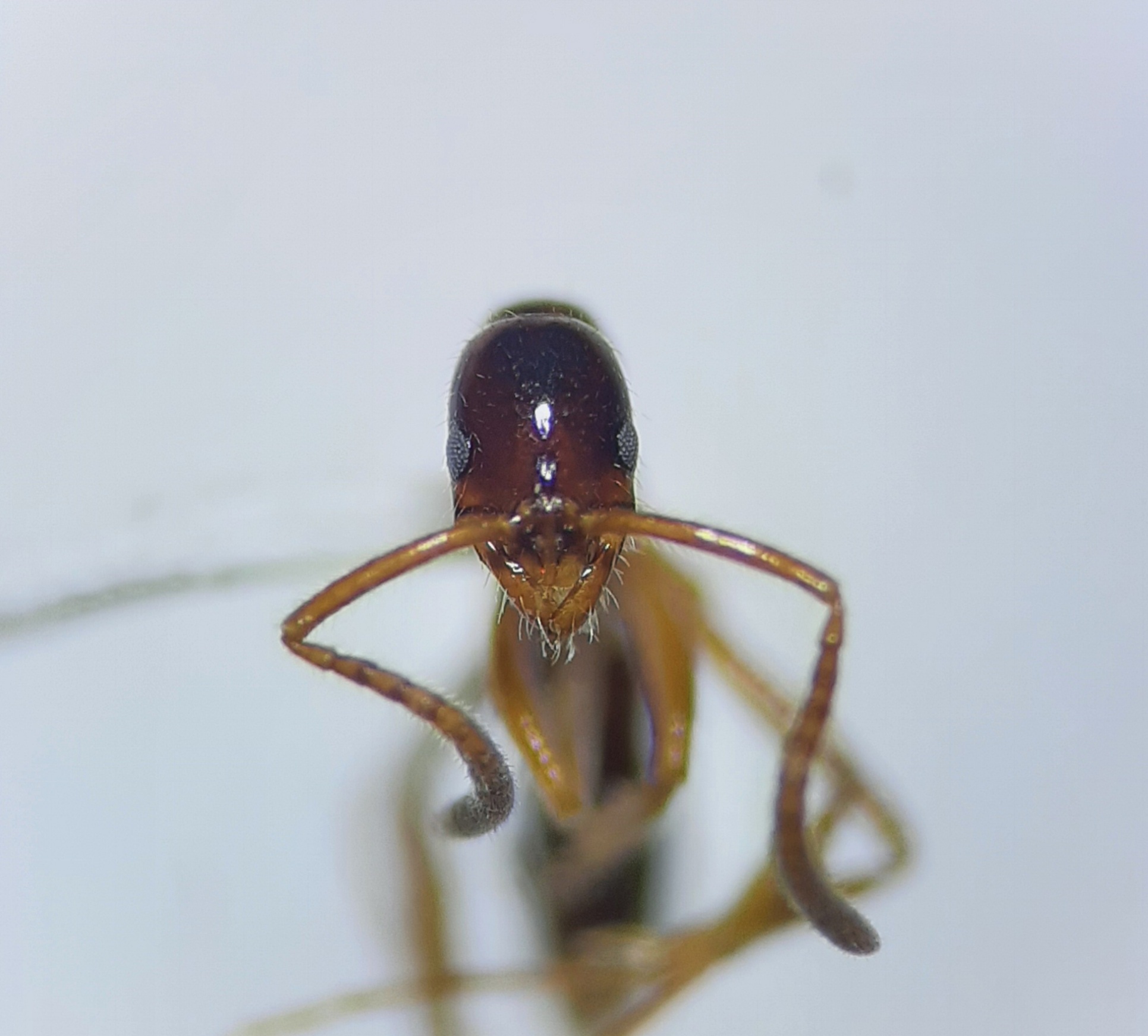 Leptogenys langi