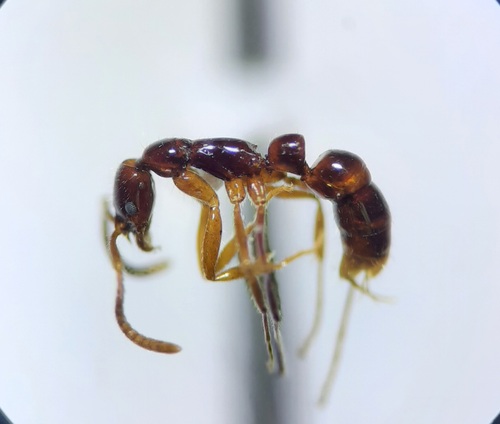 细颚猛蚁朗氏Leptogenys langi
