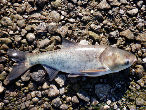 Bighead Carp