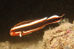 Plectorhinchus lessonii