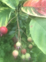 Amelanchier alnifolia