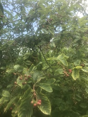 Amelanchier alnifolia