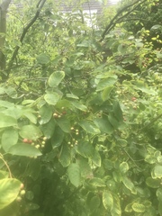 Amelanchier alnifolia