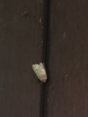 Protorthodes oviduca