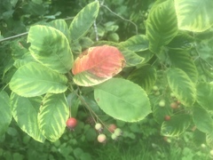 Amelanchier alnifolia