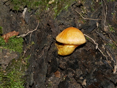 Gymnopilus ferruginosus