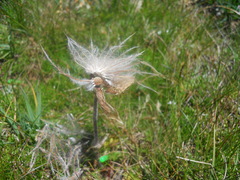 Pulsatilla