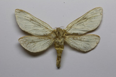 Hepialus humuli