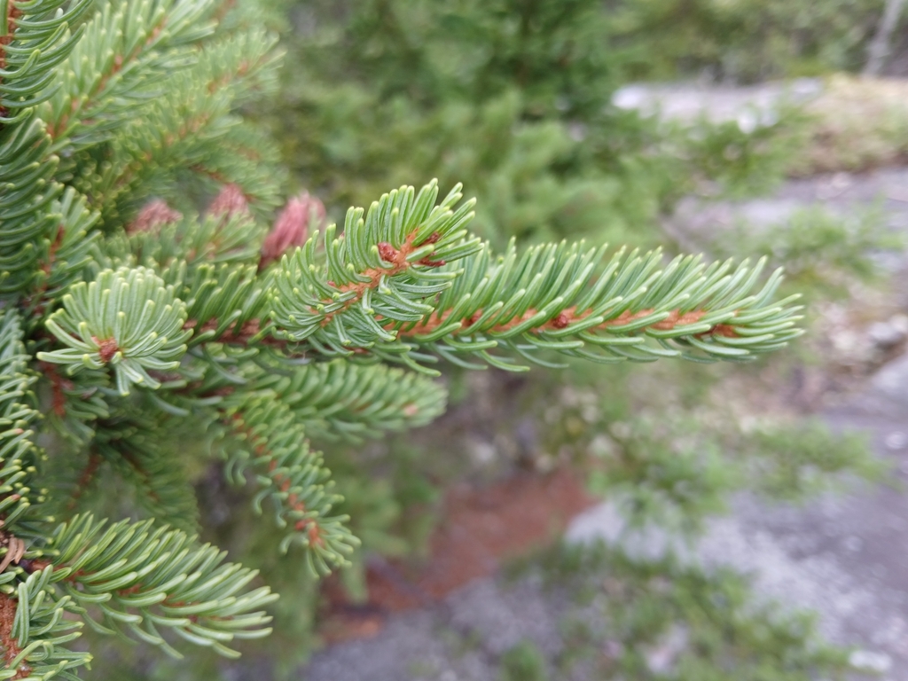 red spruce from Notre-Dame-de-Montauban, QC G0X, Canada on August 13 ...