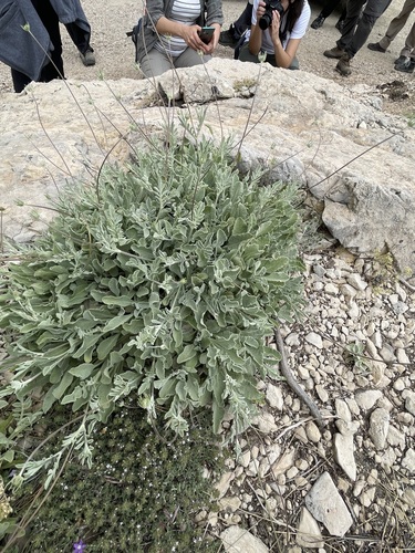 Scabiosa andryalifolia