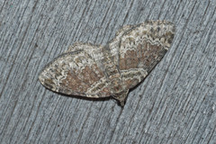 Xanthorhoe ferrugata