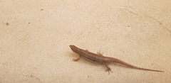 Mabuyinae