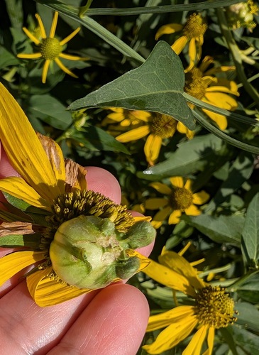 Asphondylia rudbeckiaeconspicua photo 4