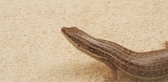 Mabuyinae
