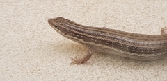 Mabuyinae