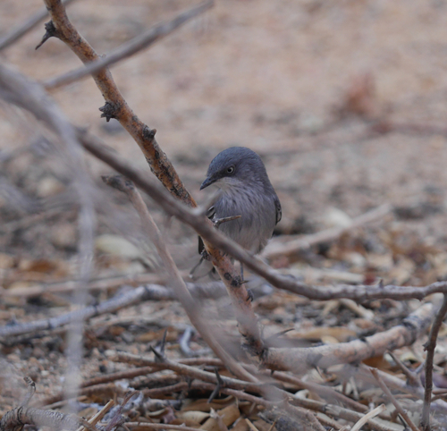 Layard's Warbler (Curruca layardi), photo 7