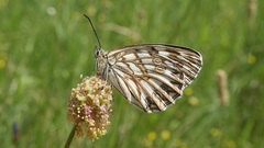Melanargia occitanica
