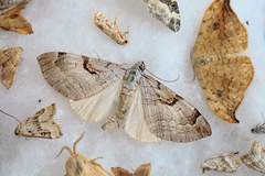 Aplocera praeformata