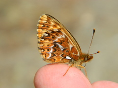 Boloria freija