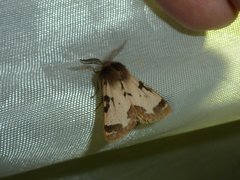 Watsonarctia deserta