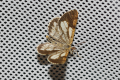 Bupalus piniaria