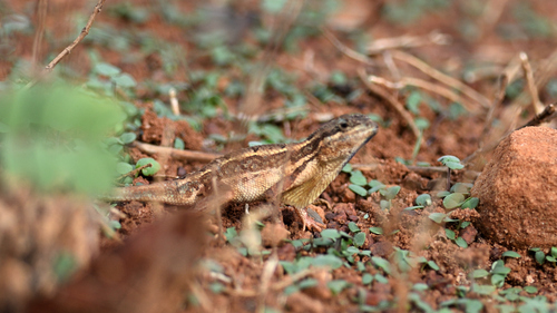 Sushil’s fan-throated lizard, Sitana sushili