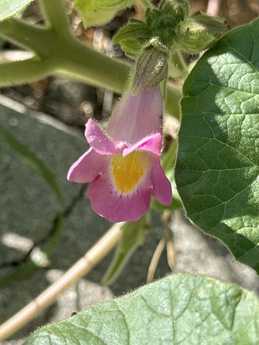 Image of Proboscidea parviflora by (c) Rosario, some rights reserved (CC BY)