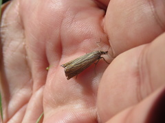 Chrysoteuchia culmella