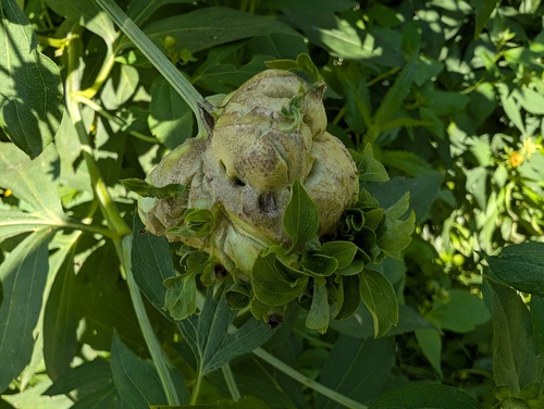 Asphondylia rudbeckiaeconspicua photo 5