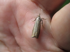 Chrysoteuchia culmella
