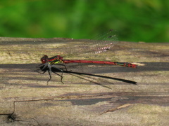 Pyrrhosoma nymphula