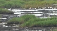 Charadrius semipalmatus