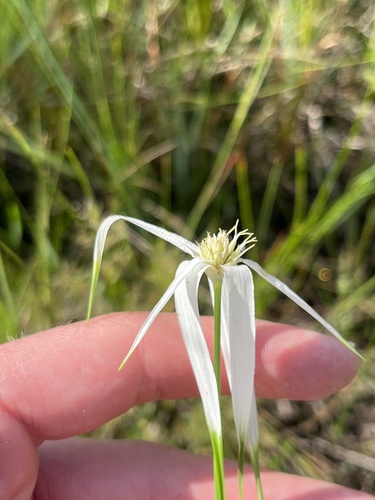 Image of Rhynchospora latifolia by no rights reserved