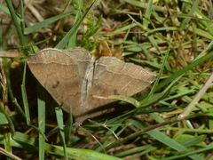 Zanclognatha zelleralis