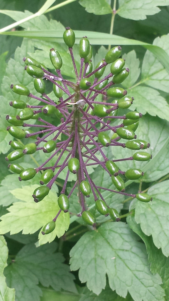 bugbanes, baneberries and cohoshes