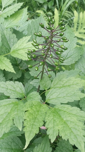 Red Baneberry fruiting