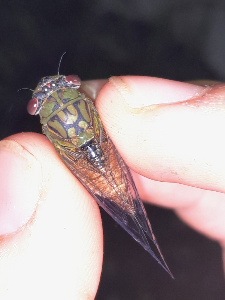 Selymbria guianensis