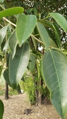 Ficus pertusa