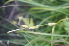 Carex pellita