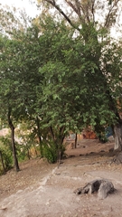 Ficus pertusa
