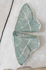 Chlorissa cloraria