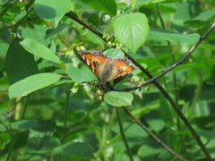 Aglais urticae