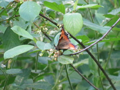 Aglais urticae