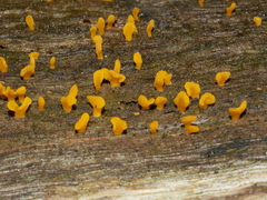 Calocera sinensis