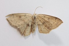 Cyclophora albipunctata