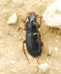 Ophonus azureus