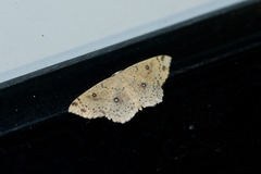 Cyclophora albipunctata