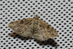 Cleora cinctaria